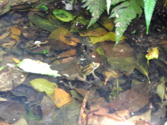 Leptodactylus latrans