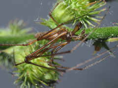 Tetragnatha nigrita