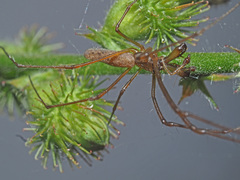 Tetragnatha nigrita
