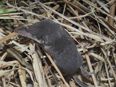 Crocidura leucodon