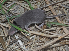 Crocidura leucodon