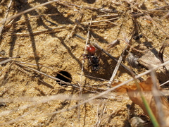 Pasites maculatus