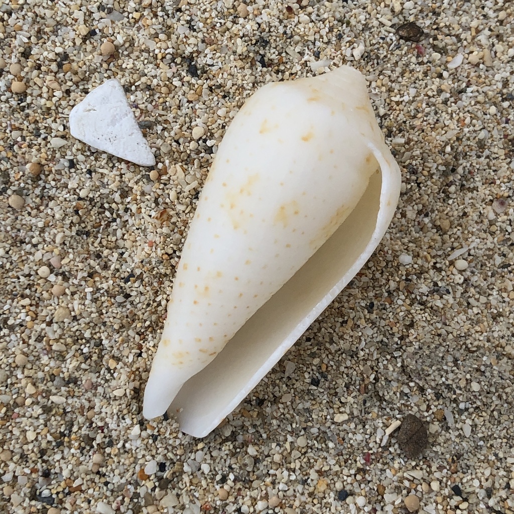 Conus cinereus