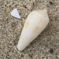 Conus cinereus