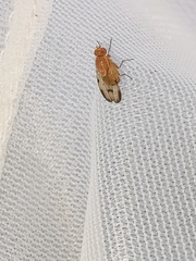 Minettia inusta