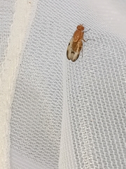 Minettia inusta