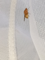 Minettia inusta