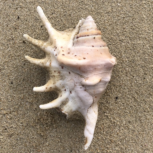 クモガイ
