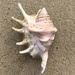 クモガイ