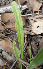 Plantago varia