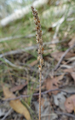 Plantago varia
