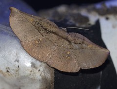 Xenomusa metallica