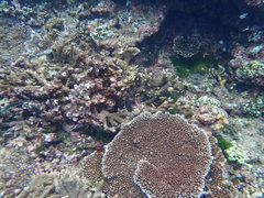 Plectroglyphidodon gascoynei