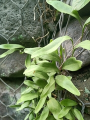 Pyrrosia