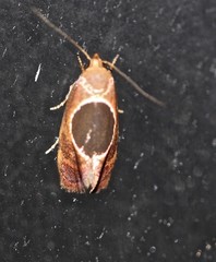 Hoplomorpha abalienella