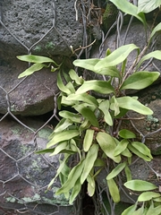 Pyrrosia
