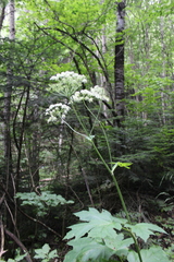 Heracleum asperum