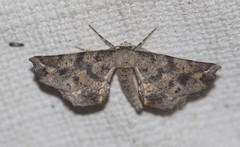 Parepisparis excusata