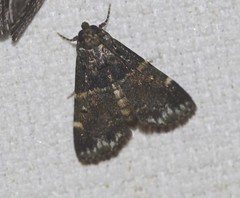 Orthaga atribasalis