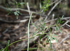 Clematis decipiens