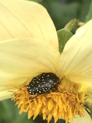 Oxythyrea testaceoguttata