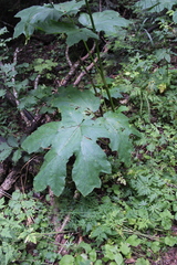 Heracleum asperum