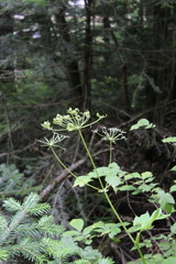 Heracleum asperum
