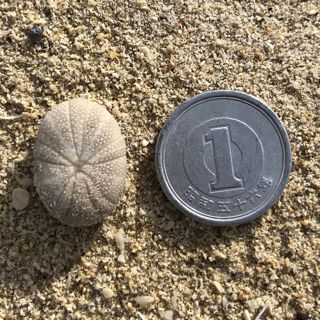 Little Burrowing Urchin