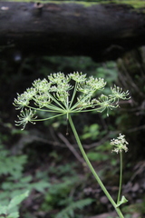 Heracleum asperum