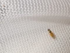 Chrysotimus molliculus