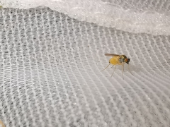 Chrysotimus molliculus