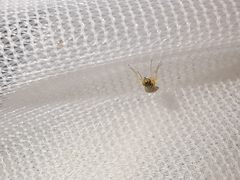 Chrysotimus molliculus