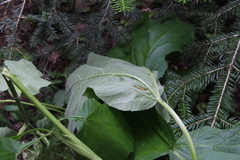 Heracleum asperum
