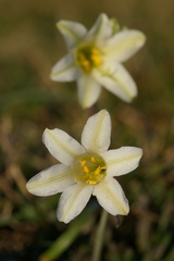 Cyrtanthus loddigesianus