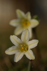 Cyrtanthus loddigesianus