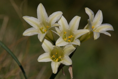Cyrtanthus loddigesianus