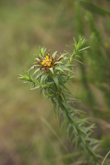 Oedera imbricata