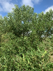 Euclea natalensis natalensis