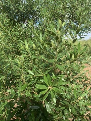 Euclea natalensis natalensis