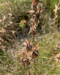 Cymbopogon marginatus