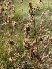 Cymbopogon marginatus