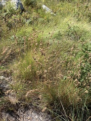 Cymbopogon marginatus