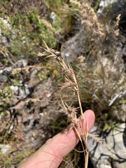 Cymbopogon marginatus