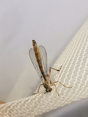Leptogaster subtilis