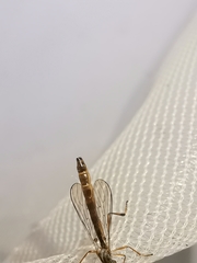Leptogaster subtilis