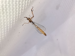 Leptogaster subtilis