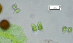 Staurodesmus dejectus