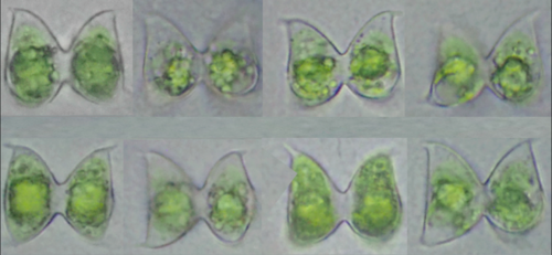 Staurodesmus dejectus