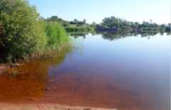 Staurodesmus dejectus