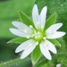 Big Chickweed - Photo (c) Alexander Ganse, some rights reserved (CC BY-NC), uploaded by Alexander Ganse